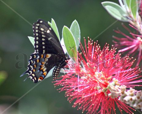 Mariposa