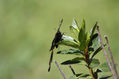mariposa