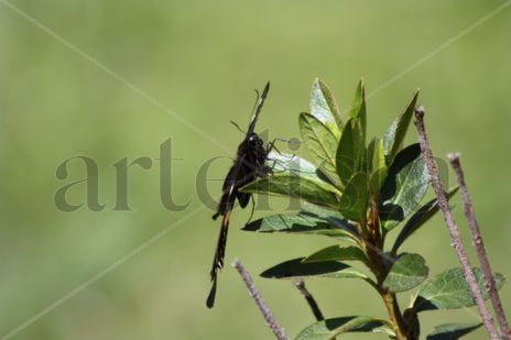 Mariposa