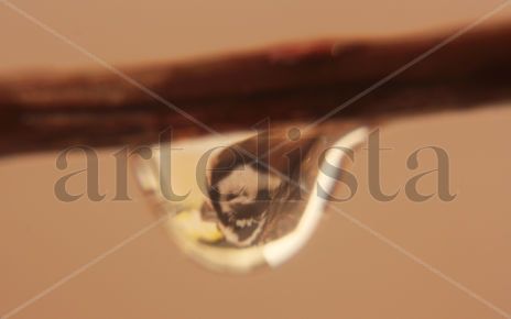 Codorniz moctezuma
