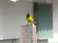 CABECITA NEGRA - Carduelis magellanica - Macho