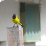 AVES thumbnail 2
