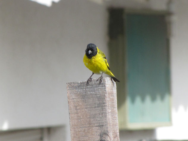 CABECITA NEGRA - Carduelis magellanica - Macho Naturaleza Color (Digital)