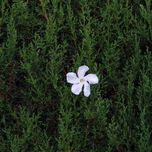 Flores thumbnail 2