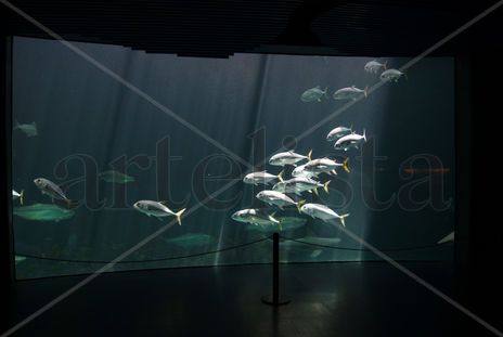 Pecera panoramica 2