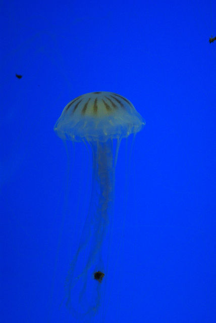 Medusas