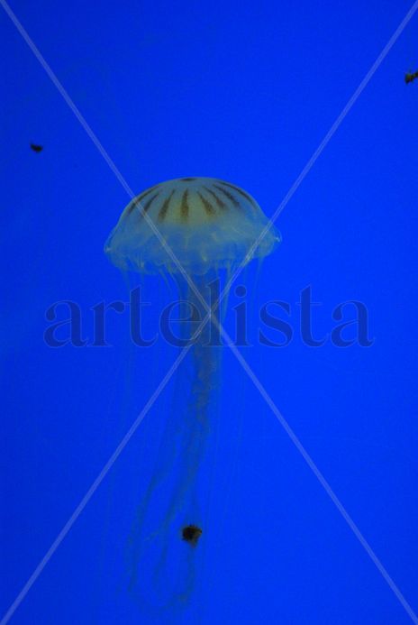 Medusas