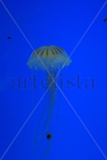 medusas 