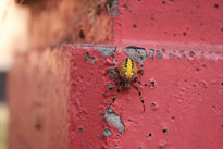 Habitante del Jardin