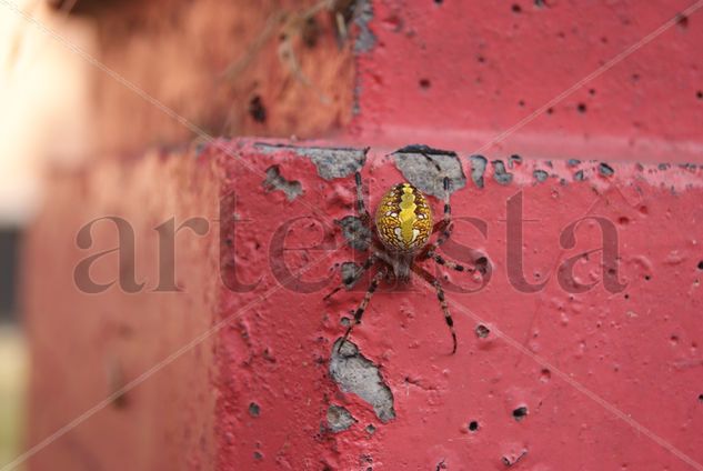 Habitante del Jardin 