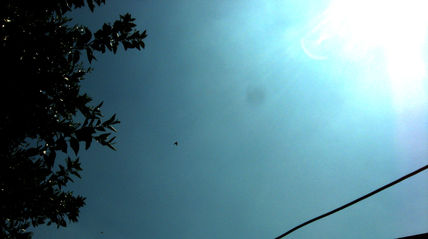 Golondrina