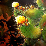 OTONO thumbnail 1