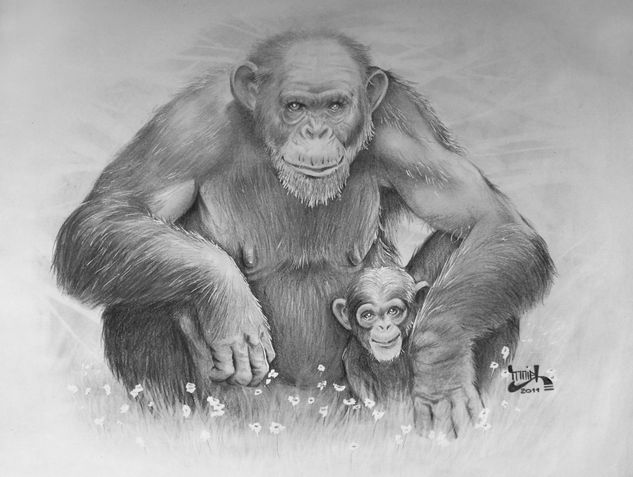 Chimpanzés 2011 Charcoal