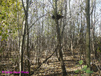 Monte en otoño 5