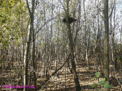 Monte en otoño 5