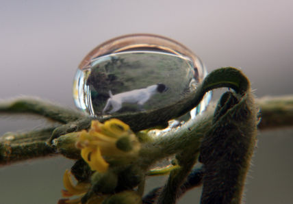 Pointer en gota de...
