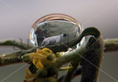 Pointer en gota de...