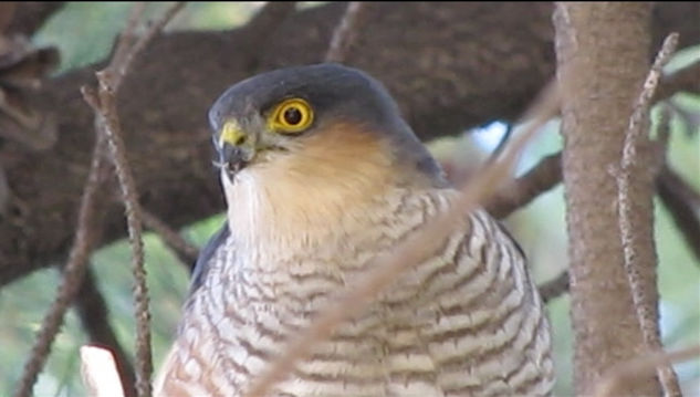 GAVILAN PAJARERO -  Accipiter striatus - AVES DE ARGENTINA Naturaleza Color (Digital)