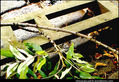 BRANCH