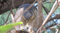 GAVILAN PAJARERO - Accipiter striatus II - AVES DE ARGENTINA