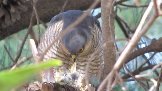 GAVILAN PAJARERO - Accipiter striatus II - AVES DE ARGENTINA