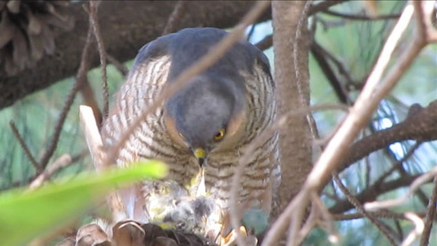 GAVILAN PAJARERO - Accipiter striatus II - AVES DE ARGENTINA Naturaleza Color (Digital)