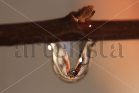 Aguila en gota de agua