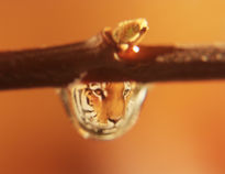 Tigere en gota