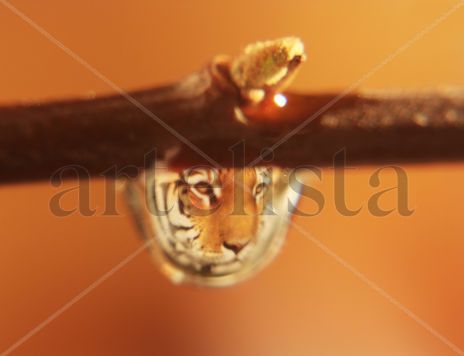 Tigere en gota