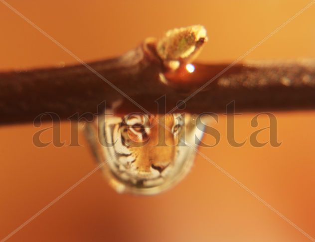 TIGERE EN GOTA