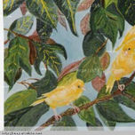 pajaros thumbnail 1
