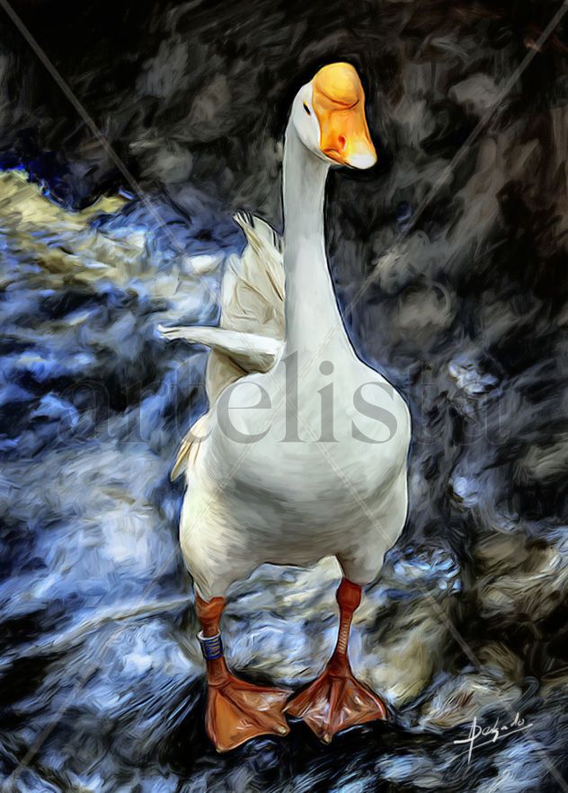 Pato