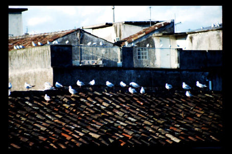 Los pajaros Bodegones Color (Química)