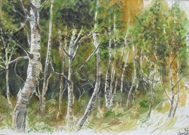 Bosque de verano