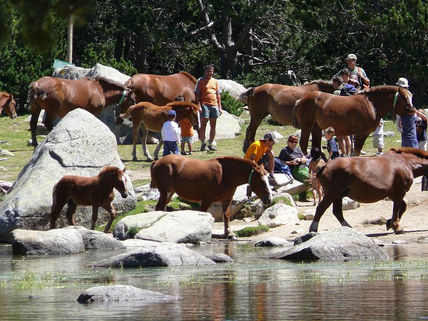 Cavalls