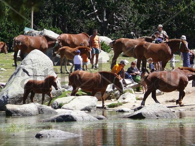cavalls