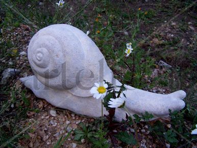 Snail