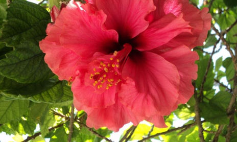 FLORES
