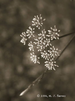 Flores silvestres 12 Naturaleza Blanco y Negro (Digital)