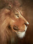 El Rey