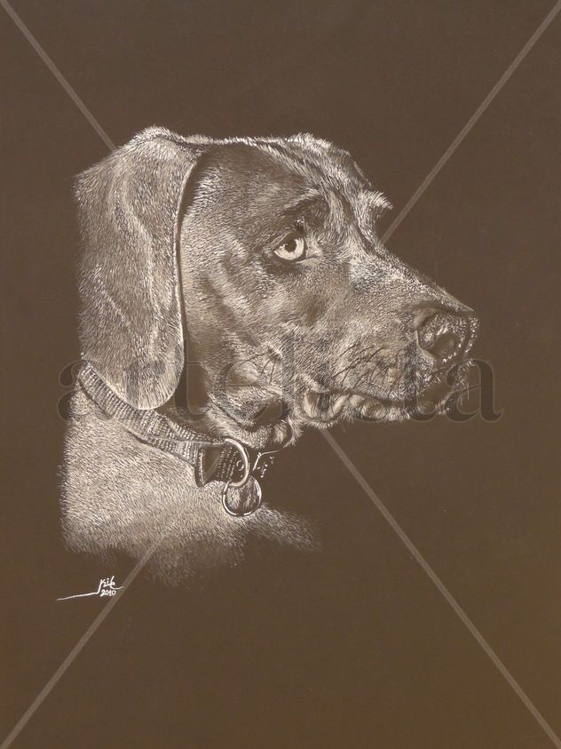 PERRO