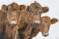 VACAS