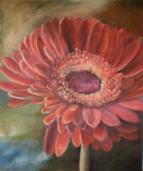 Gerbera