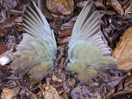 Iba Ibeyi Oro
