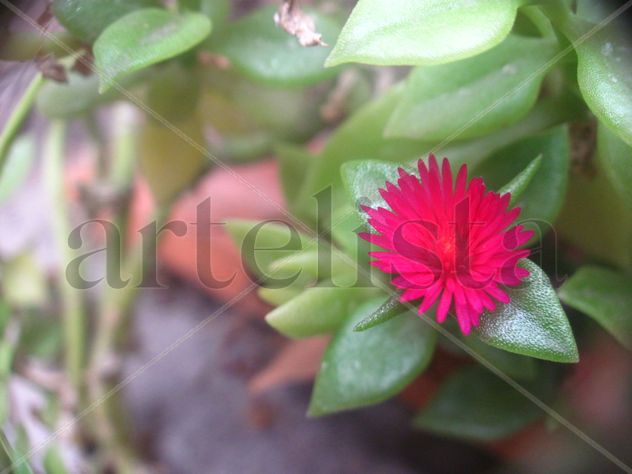 Magenta