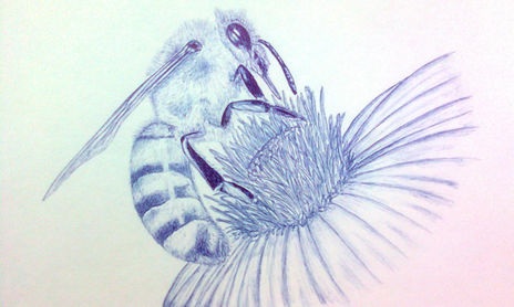 Insectos