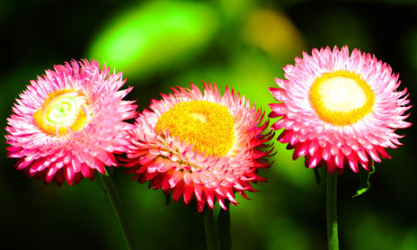 Nature