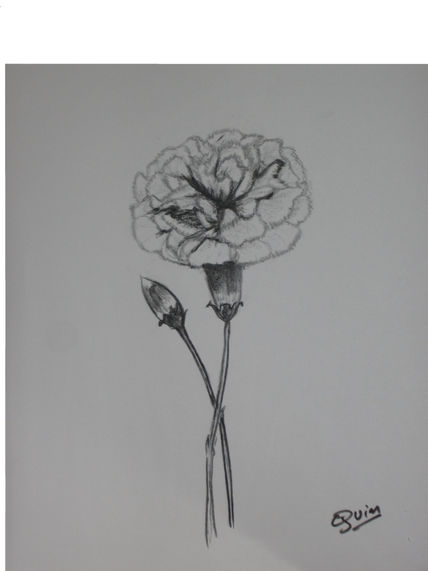Clavel lapiz