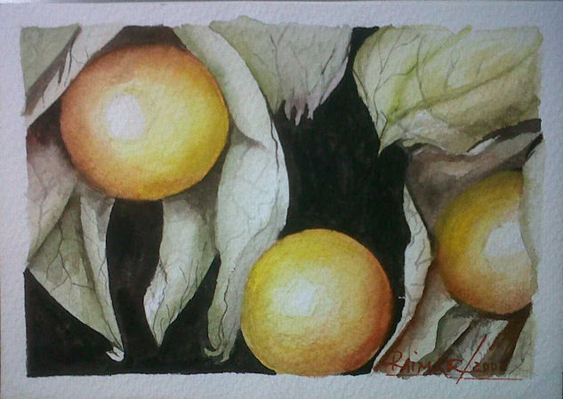 Uchuvas Watercolour Paper Still Life Paintings