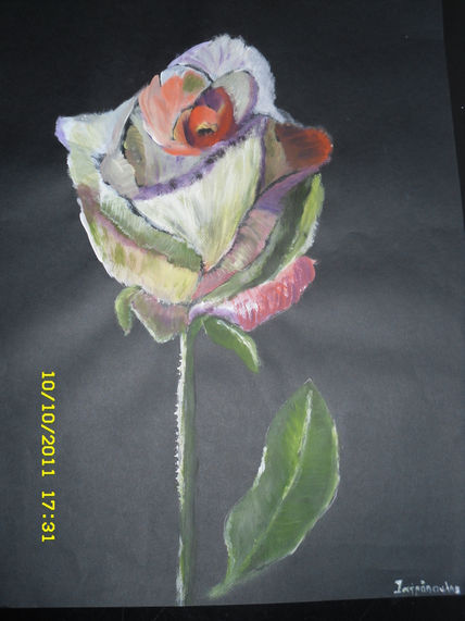 The rose
